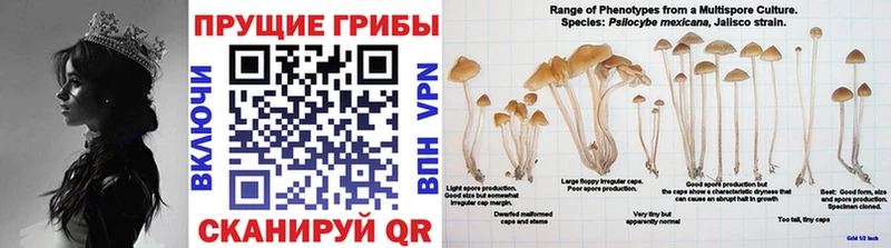 Галлюциногенные грибы ЛСД  нарко площадка Telegram  Шарья 